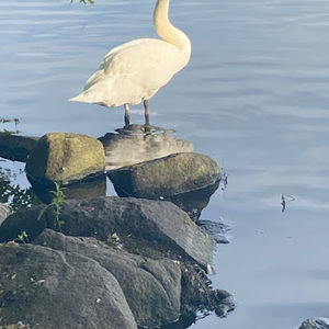 Meet your Posher, Robinson